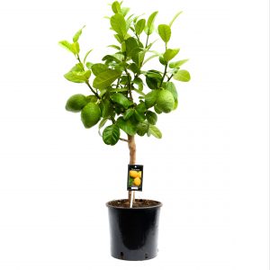 Kamerplant Citrus Bergamot