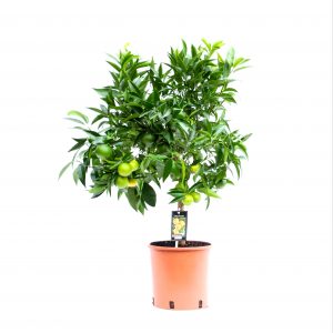 Kamerplant Citrus Clementine