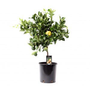 Kamerplant Citrus Pursha
