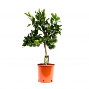 Kamerplant Citrus Satsuma