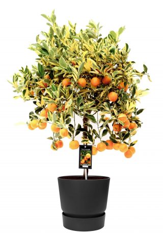 Citrus Variegata in ELHO outdoor sierpot Greenville Rond (zwart)
