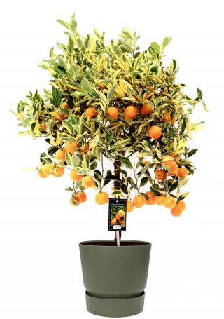 Citrus Variegata in ELHO outdoor sierpot Greenville Rond (groen)