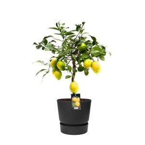 Citrus Meyer in ELHO outdoor sierpot Greenville Rond (zwart)