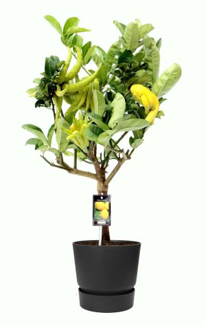 Citrus Hand of Buddha in ELHO outdoor sierpot Greenville Rond (zwart)