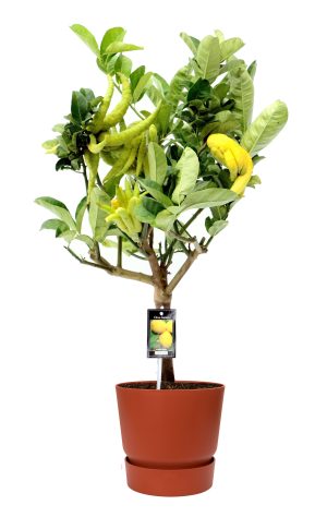 Citrus Hand of Buddha in ELHO outdoor sierpot Greenville Rond (brique)