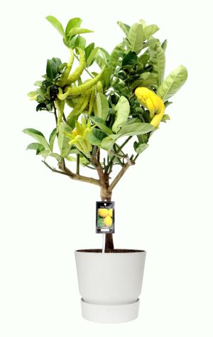 Citrus Hand of Buddha in ELHO outdoor sierpot Greenville Rond (wit)