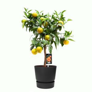 Citrus Clementine in ELHO outdoor sierpot Greenville Rond (zwart)