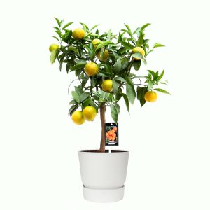 Citrus Clementine in ELHO outdoor sierpot Greenville Rond (wit)