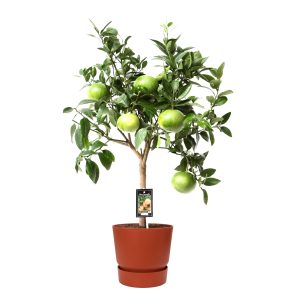 Citrus Grapefruit op stam in ELHO outdoor sierpot Greenville Rond (brique)