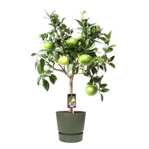 Citrus Grapefruit op stam in ELHO outdoor sierpot Greenville Rond (groen)