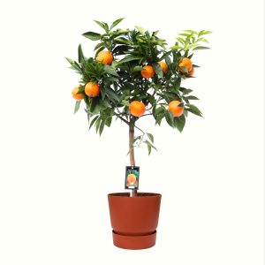 Citrus Orange in ELHO outdoor sierpot Greenville Rond (brique)