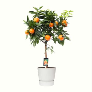 Citrus Orange in ELHO outdoor sierpot Greenville Rond (wit)