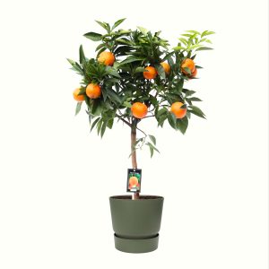 Citrus Orange in ELHO outdoor sierpot Greenville Rond (groen)