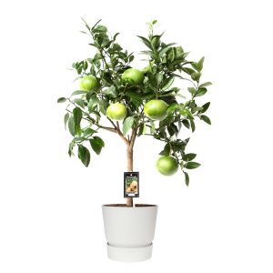 Citrus Grapefruit op stam in ELHO outdoor sierpot Greenville Rond (wit)