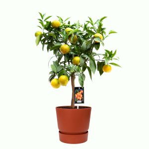 Citrus Clementine in ELHO outdoor sierpot Greenville Rond (brique)